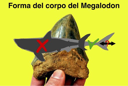 Studio ricostruisce l’aspetto dell’enorme squalo estinto Megalodon