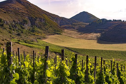 Assovini Sicilia: in nostre Cantine almeno una donna in ruoli strategici