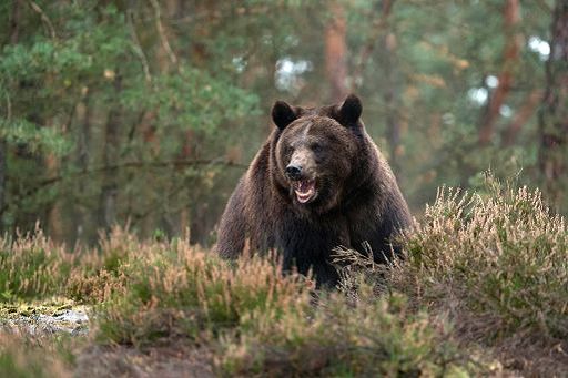 Trentino, abbattuto l’orso M90, decreto firmato da Fugatti