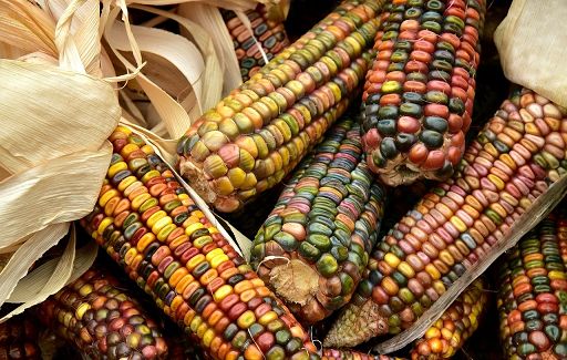 Cia: storico l’ok del Parlamento Ue alle Ngt