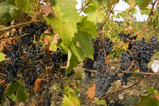 Vino, in Liguria dal 15 febbraio domande per impiantare nuove vigne