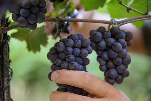 Vino, Consorzio Delle Venezie: ok Ue su Tea passo avanti importante