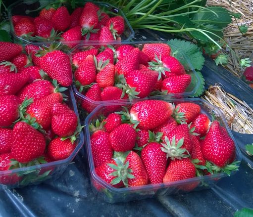 Sui mercati le prime fragole, prezzi elevati: 5,50 euro al chilo