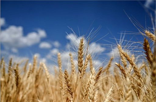 Divulga: la Cina detiene 52% scorte mondiali di grano e il 64% di mais