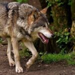 Fedagripesca Toscana: bene fondi ma non risolvono problema lupi