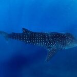 Al Ningaloo Marine Park inizia la stagione degli squali balena