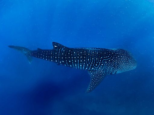 Al Ningaloo Marine Park inizia la stagione degli squali balena