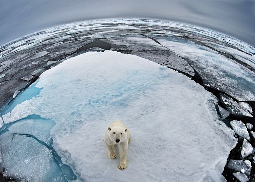 Orso polare, Wwf: riduzione ghiaccio artico minaccia sopravvivenza