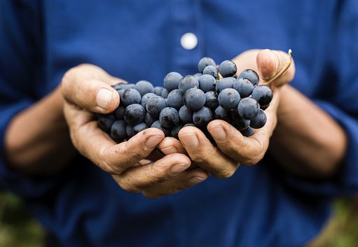 Vino, Demeter a Vinitaly con un suo stand e convegno sulla biodinamica