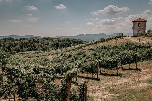 Vino, dall’11 al 13 maggio a Novara torna “Taste Alto Piemonte”