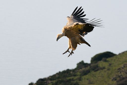 Il ritorno dei grifoni nel Sud Sardegna: arrivati 21 esemplari