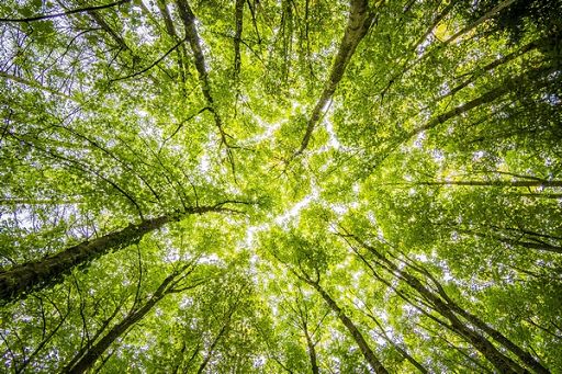 Cnr: così i boschi di faggio italiani si adattano al clima
