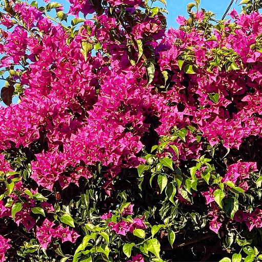 Il Rosa “colore incerto”, conferenza al Museo Chagall di Nizza