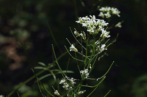 Nuovo censimento piante: sono 10mila, aumentano specie aliene