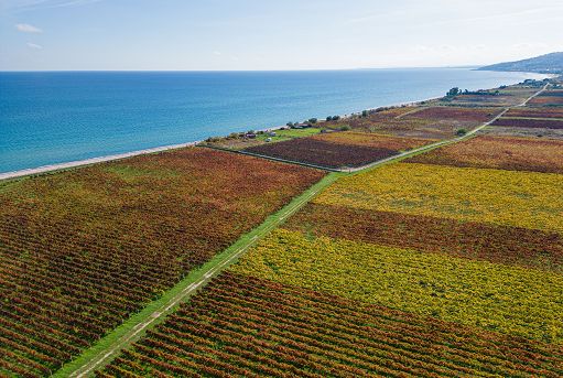 Vino, 80 Cantine calabresi per la prima volta insieme a Vinitaly