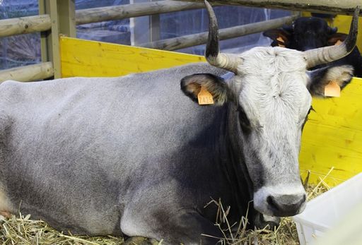 Da R. Piemonte nuovi sostegni per aziende agroalimentari