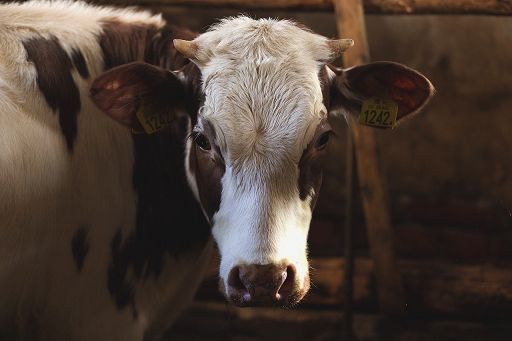 Parmigiano Reggiano e Aisa-Federchimica per benessere animale