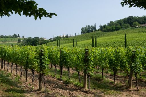 Ismea: per cantine cresce propensione a investire su innovazione