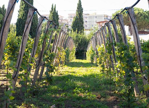 Vino, “Vigne Resilience”: a Napoli una vigna per giovani delle periferie