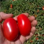 Coldiretti Puglia: su pomodoro servono contratti e prezzi adeguati