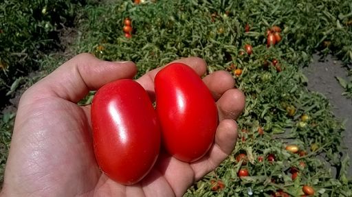 Coldiretti Puglia: su pomodoro servono contratti e prezzi adeguati