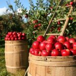 Efsa: in 96,3% alimenti europei non ci sono pesticidi oltre limiti