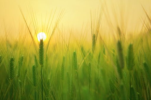 Il 29 aprile a Padova un convegno per fare il punto sui cereali