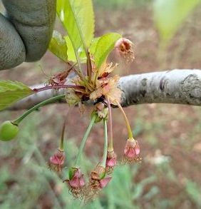 Gelate in Puglia, è allarme per produzione delle ciliegie Ferrovia