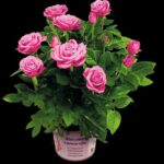 Festa della mamma: una rosa in vaso per sostenere ricerca su Alzheimer