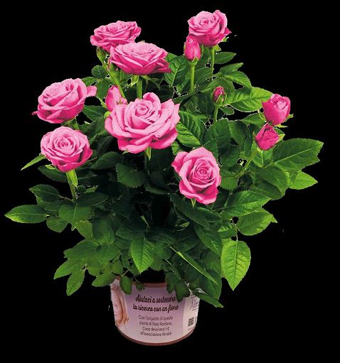 Festa della mamma: una rosa in vaso per sostenere ricerca su Alzheimer