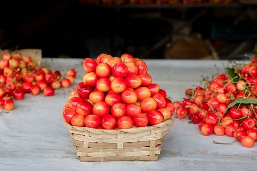 La ciliegia Somma dei Monti Lattari nuovo Presidio Slow Food