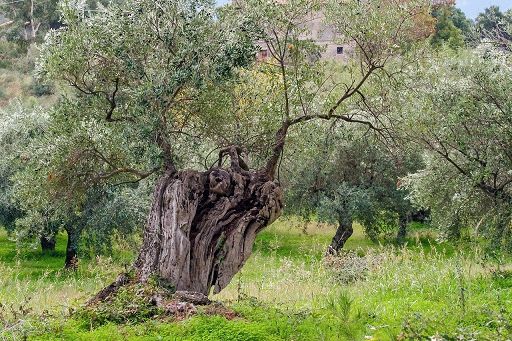Alberi monumentali:in Italia sono 4.267, 50% in 962 piccoli Comuni
