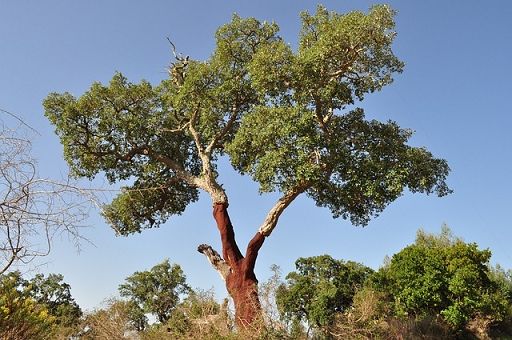 Sughero, per cambiamento climatico decortica anticipata