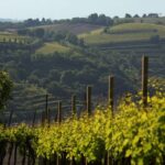 Colli Berici: “campo catalogo” per salvare vitigni rari da estinzione