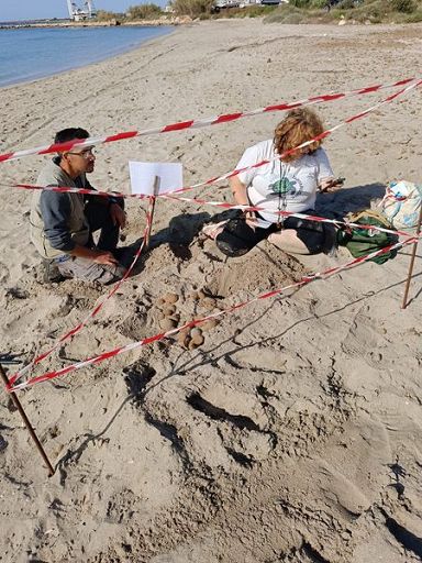 Wwf, in Sicilia primo nido di tartaruga marina del 2024 in italia