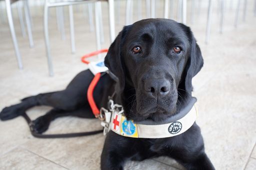 Ad Aprilia2 torna “Pets”, donato un cane guida Lions a un non vedente