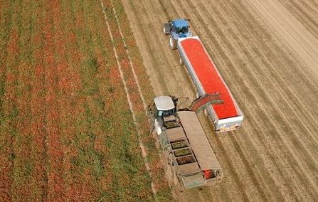 Pomodoro da industria, produzione in calo in Lombardia del 20-25%