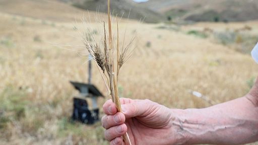 Siccità, in Sicilia niente grano e foraggio nelle basse Madonie