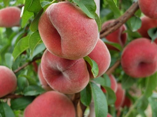 Ortofrutta, buona annata per pesche e nettarine, male albicocche