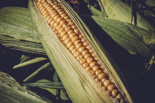 Istat: nel 2023 in ripresa coltivazioni industriali e cereali