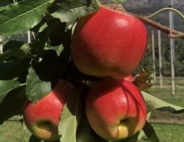Arriva Lilibet, nuova varietà di mela targata Civ e Sanifrutta
