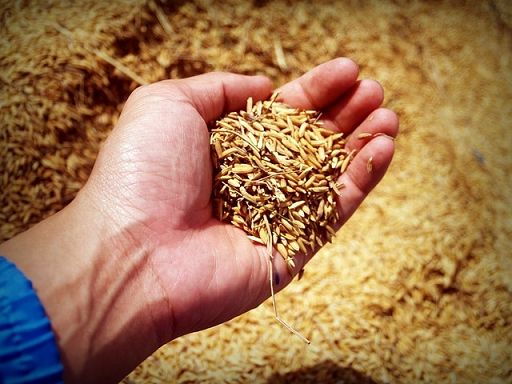 Fao: in 2024 raccolto cereali -20% in Africa meridionale