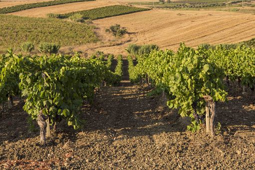 Vino, al via fino al 7 luglio l’Enosimposio di Assoenologi Sicilia