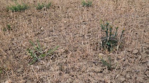 Coldiretti: giugno più caldo di sempre, si aggrava siccità al Sud