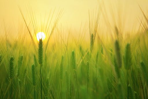 Il 24 luglio il rapporto Fao su stato sicurezza alimentare