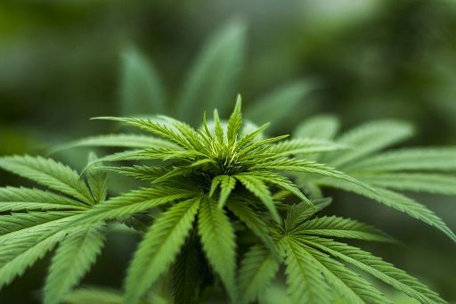 Cia: in decreto min. Salute cannabidiolo tra medicine stupefacenti