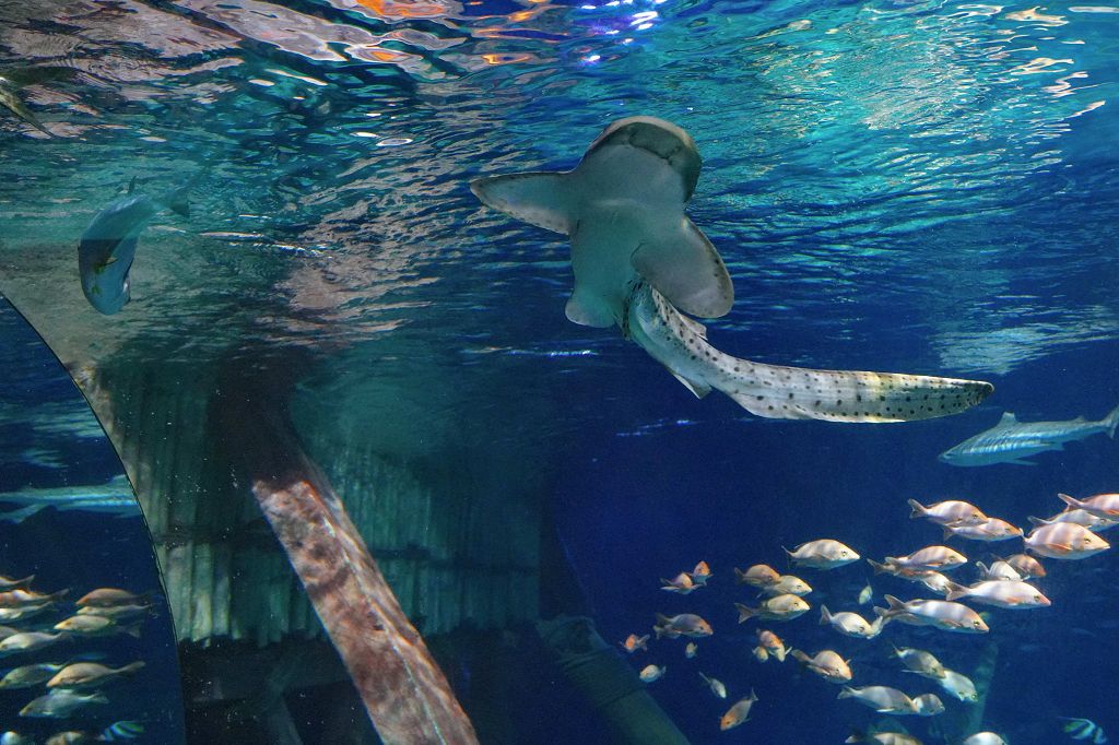 Gardaland SEA LIFE Aquarium aderisce all’European Studbook Foundation