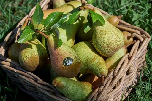Da Emilia Romagna bando da 600mila euro per promozione pera Igp