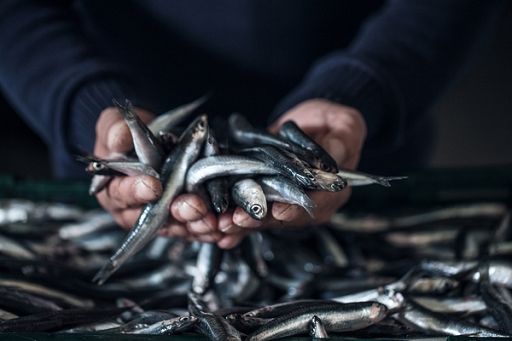 Rapporto Fao: entro fine secolo biomassa ittica in drastico calo