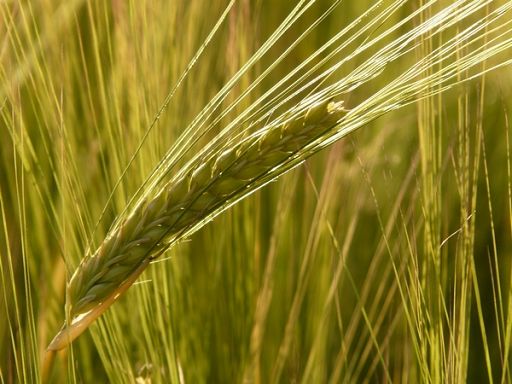 Ok Commissione Ue a piano Austria di sostegno all’agricoltura